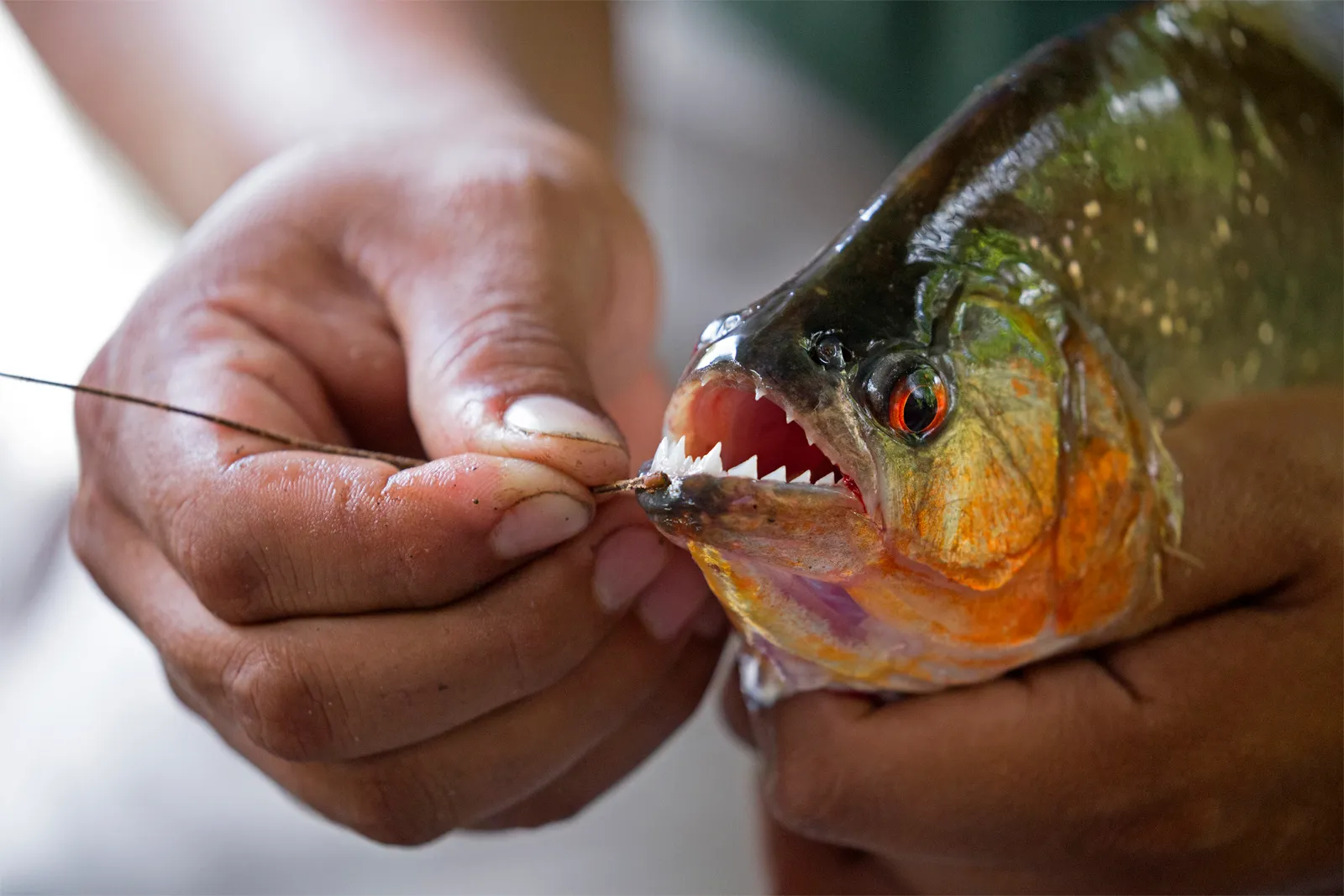 Piranha Hazard Prompts Beach Closure in Brazil