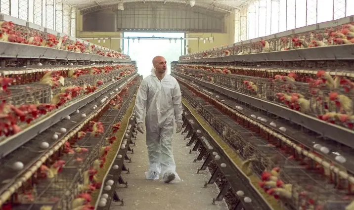 Brazil's Rise as Global Chicken Export Leader. (Photo Internet reproduction)