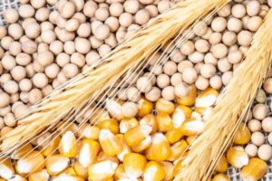 Brazil's Crop Shifts: More Cotton and Wheat, Less Soybean and Corn in 2024