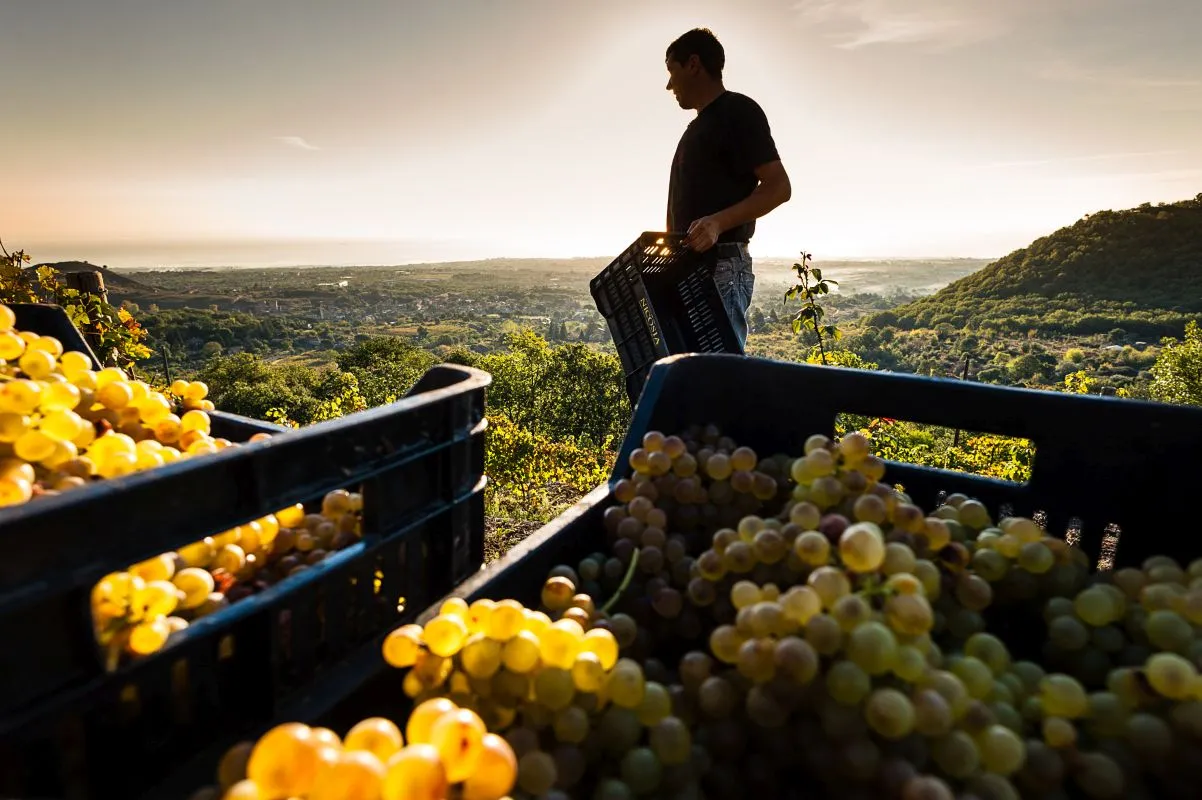 Brazil's Booming Premium Wine Scene Defies Economic Trends. (Photo Internet reproduction)