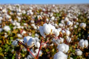 USDA Lowers 2023/24 US Cotton Outlook, Brazil Stable