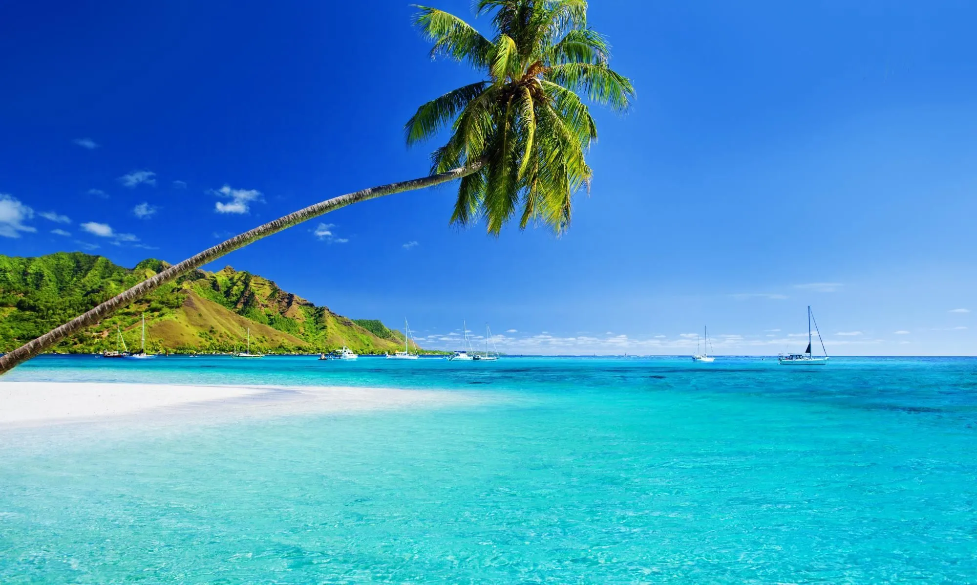 caribbean
