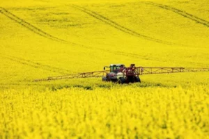 Strategie Grains Lowers EU Canola Crop Forecast