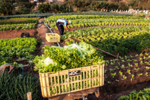 Brazilian Agribusiness Sets Employment Record in 2023