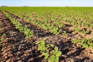 Argentina Reports Strong Soybean Crop Development
