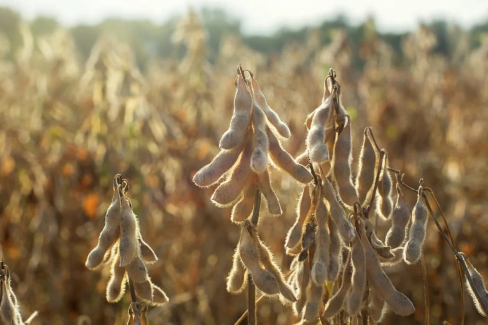 Uruguay Anticipates Near-Record Soy Harvest After Severe Drought