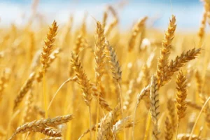 USDA Updates Wheat Forecast: Stable Production, Increased Stocks