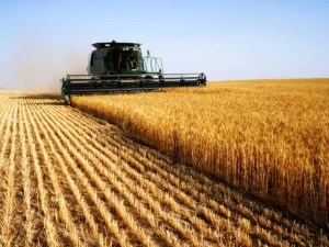 Harvesting Prosperity: Brazil's Farm Sector Leads GDP Rise