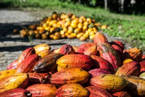 Brazil's Cocoa Sector Turns to Tech for Revival