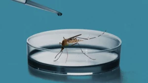 Genetically Modified Mosquitoes Combat Dengue in Brazil's Niterói