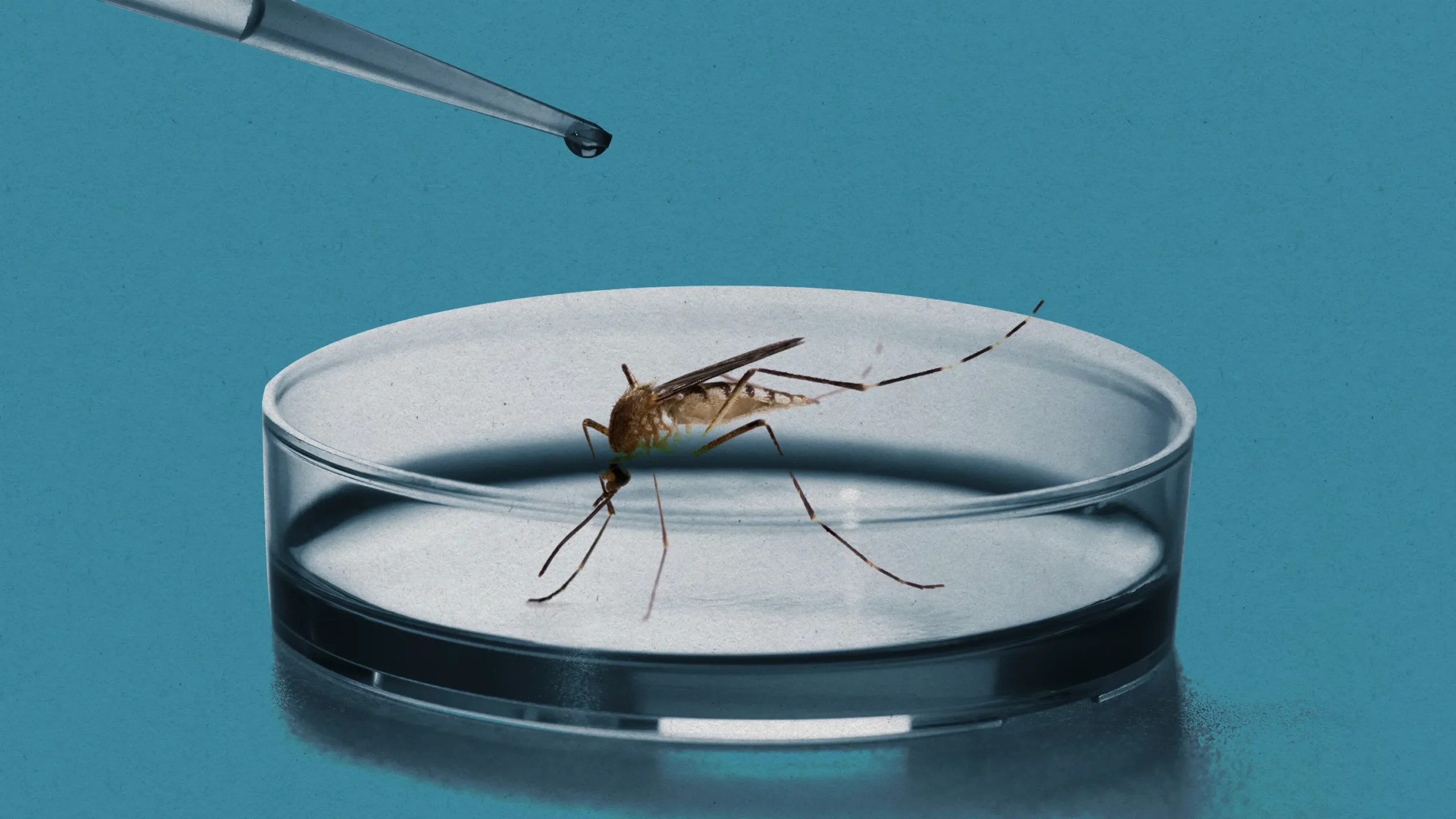 Genetically Modified Mosquitoes Combat Dengue in Brazil's Niterói