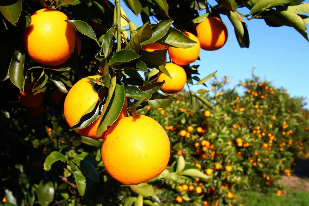 São Paulo's Citrus Crisis Spurs Strategic Shifts in Brazilian Agriculture