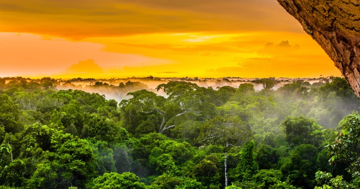 The Struggle for Forest Conservation in the Americas. (Photo Internet Reproductioni)