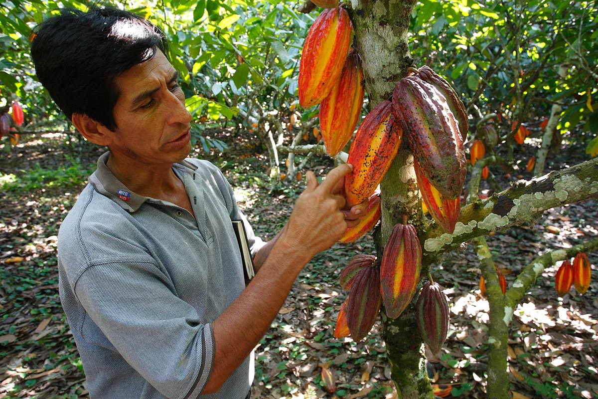 Bolivia cocoa
