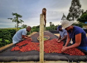 Record Coffee Exports from Brazil in March