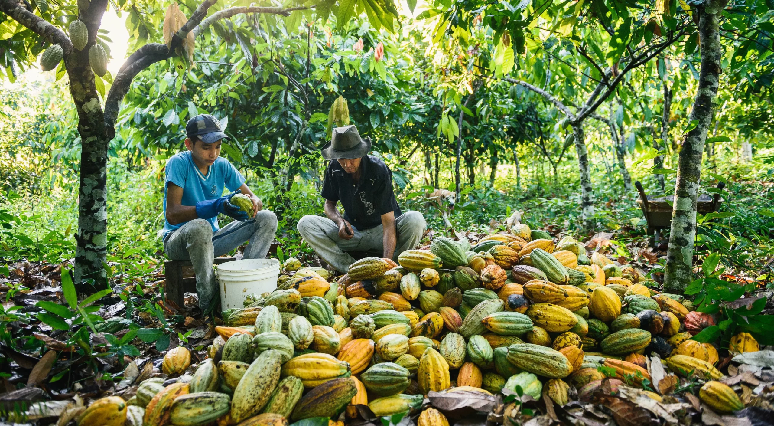Brazil's Cocoa Sales Set for 30% Growth in 2024. (Photo Internet reproduction)