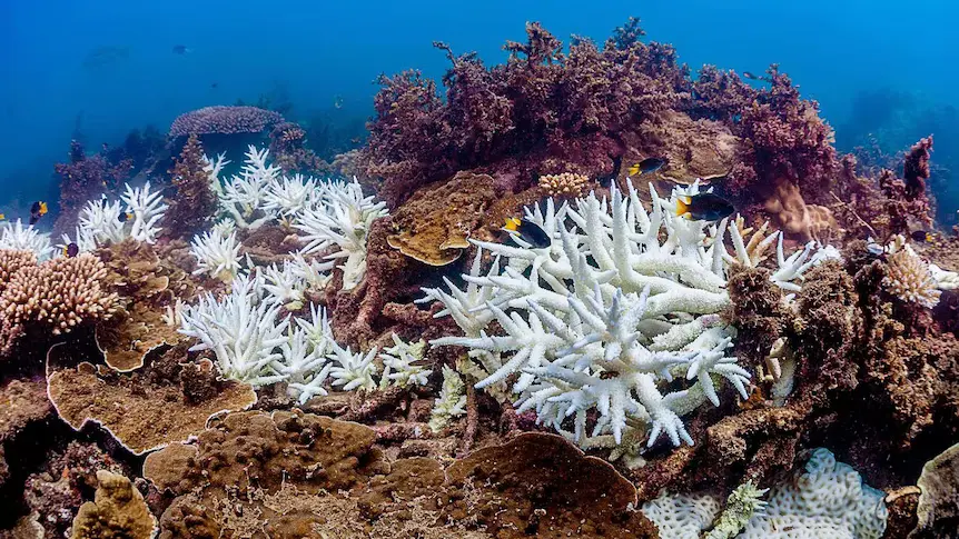 Fourth Global Coral Bleaching Event Raises Concerns. (Photo Internet reproduction)