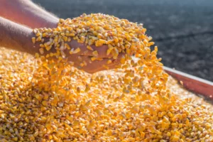 U.S. Corn Exports: A Snapshot of the 2023/24 Season