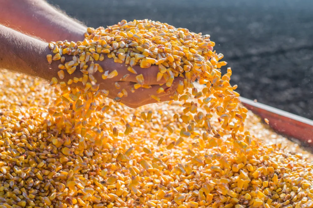 U.S. Corn Exports: A Snapshot of the 2023/24 Season