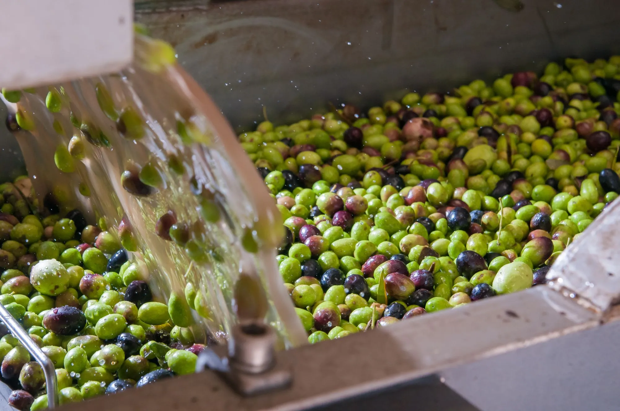 Brazil's Rise in Olive Oil Production. (Photo Internet reproduction)