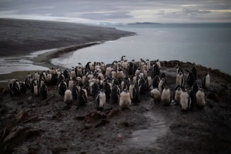 In Antarctica, Penguins Began to Die en Masse. (Photo Internet reproduction)