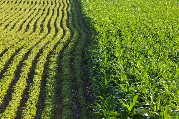 Brazilian Soy and Corn Exports in March 2024: Significant Yet Declining. (Photo Internet reproduction)