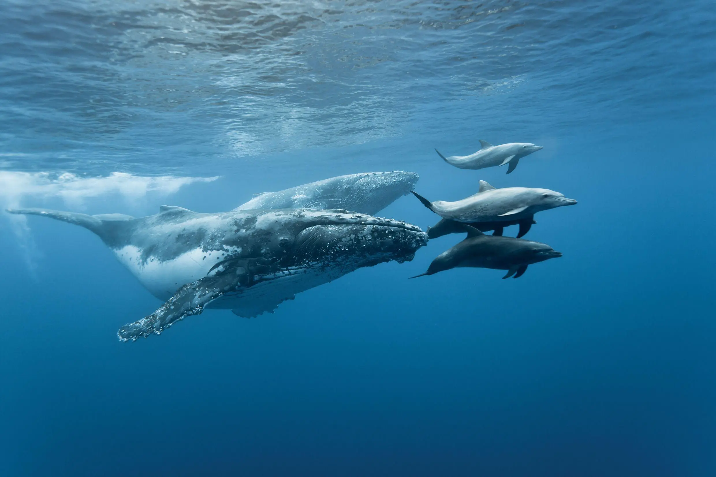 Whales and dolphins