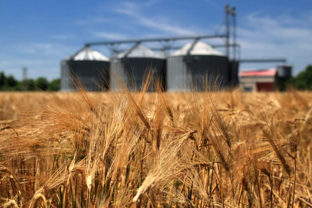 EU Wheat Forecast Dips to Four-Year Low