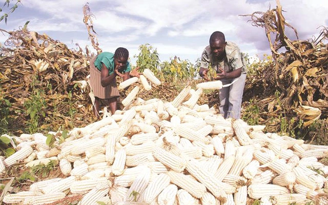 Zimbabwe Turns to Brazil for Corn Amid Regional Drought Crisis. (Photo Internet reproduction)