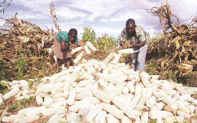 Zimbabwe corn