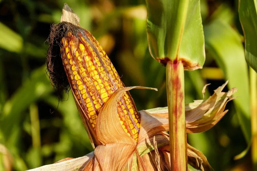 Insect Outbreak Threatens Argentine Corn Yield 2024. (Photo Internet reproduction)