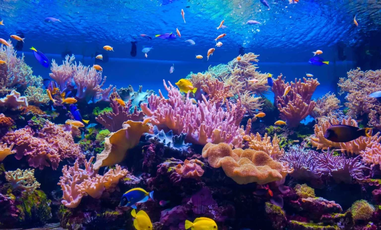 Brazil Launches Blue Economy Program for Coral Reef Protection