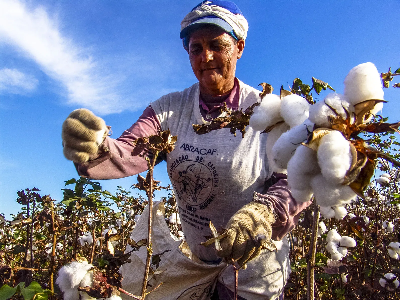 Brazil Nears Cotton Export Lead Amid Global Challenges. (Photo Internet reproduction.)