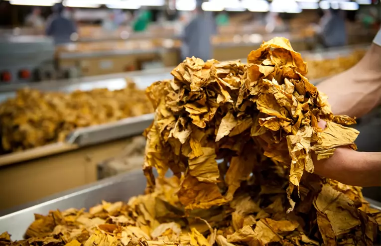 Shifts in Brazil's Tobacco Industry Affect Job Market