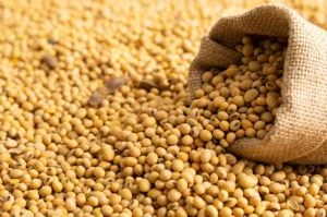 Soybean Prices Dip in Brazil; Market Updates