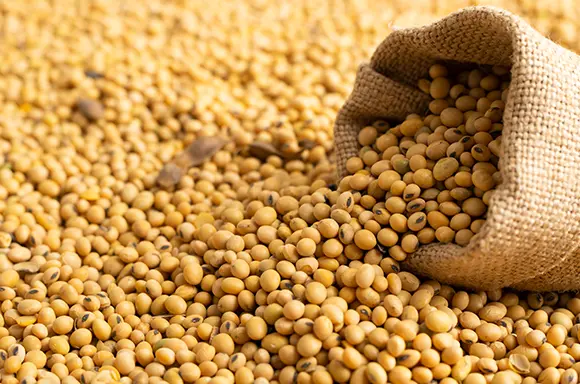 Soybean Prices Dip in Brazil; Market Updates