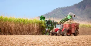Brazil's Robust Sugar Harvest Stabilizes Global Supply