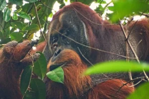 Orangutan Self-Medication: A Glimpse into Nature's Pharmacy