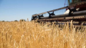 Unexpected Wheat Harvest in the U.S. May Ease Commodity Prices
