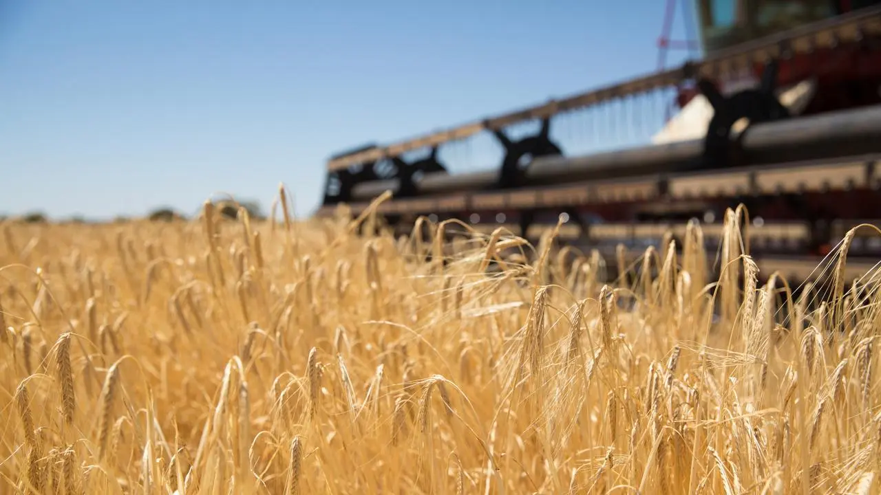 Unexpected Wheat Harvest in the U.S. May Ease Commodity Prices