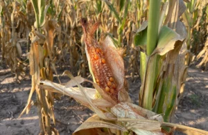 Weather and Pests Impact Argentine Corn and Soy Forecast