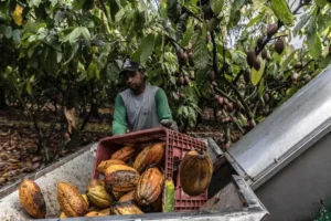 Cocoa Boom in Bahia's Cerrado