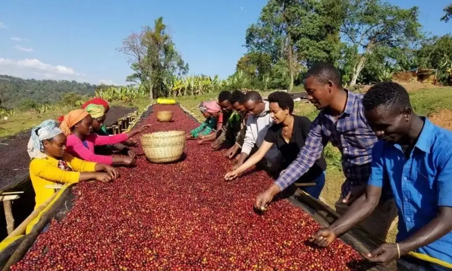 Ethiopia's Coffee Exports Hit $1 Billion Milestone
