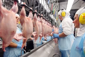 Brazilian Poultry Exports Surge in April