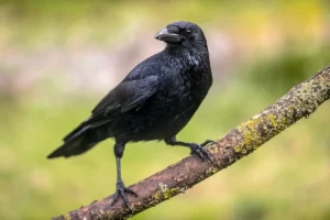 Crows Outsmart Expectations: The Math Genius Birds