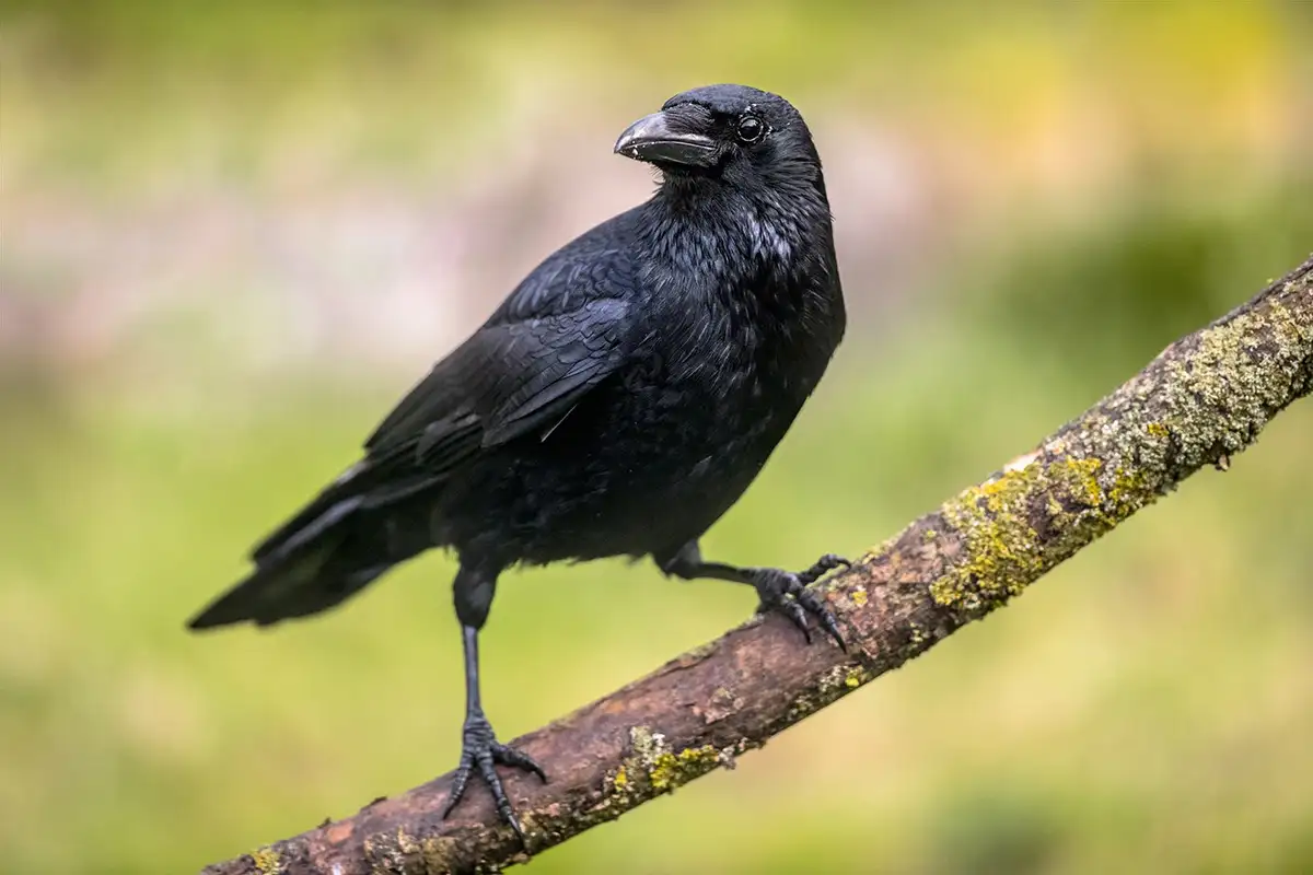 Crows Outsmart Expectations: The Math Genius Birds