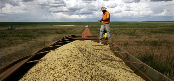 Soybean Surge: Brazil's Bumper Crop Boosts China's Imports by 11.7%. (Photo Internet reproduction)