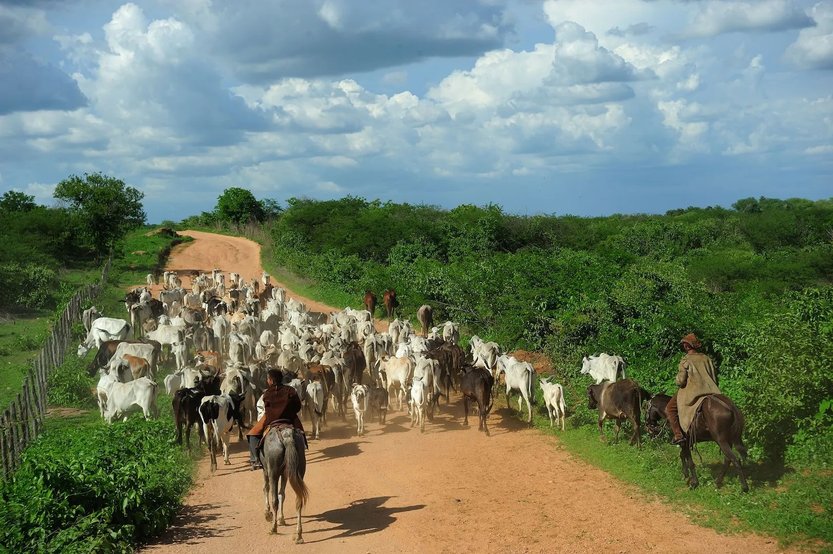 Brazilian Beef Exports Reach Record Highs in April 2024. (Photo Internet reproduction)
