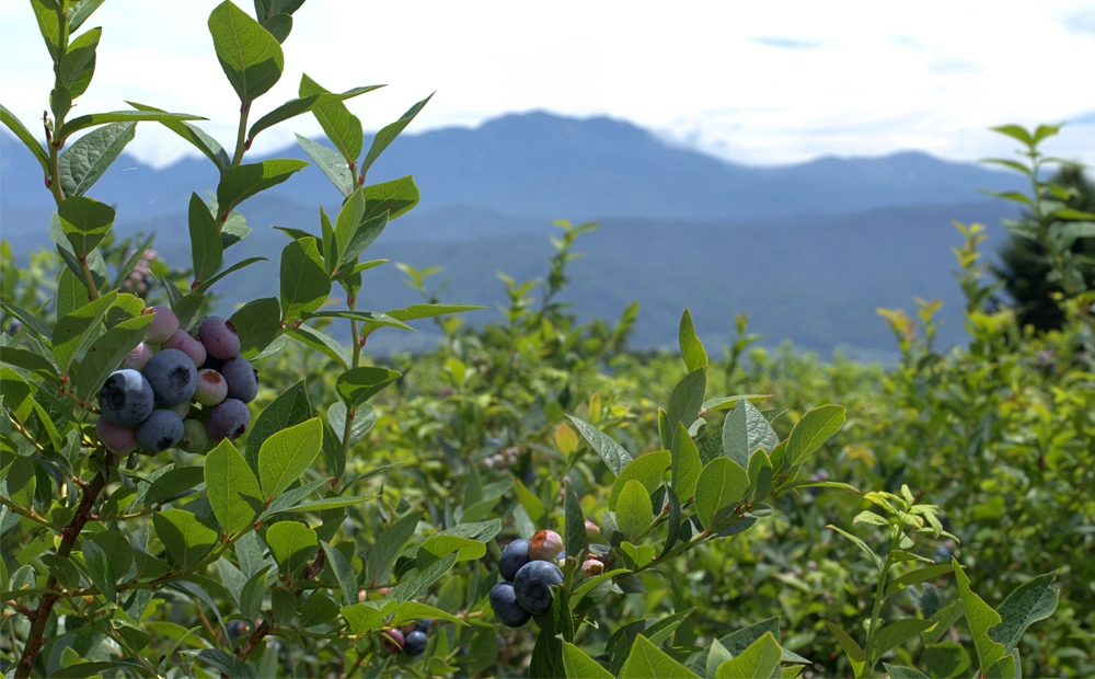  Peru's Rise as a Blueberry Export Powerhouse. (Photo Internet reproduction)