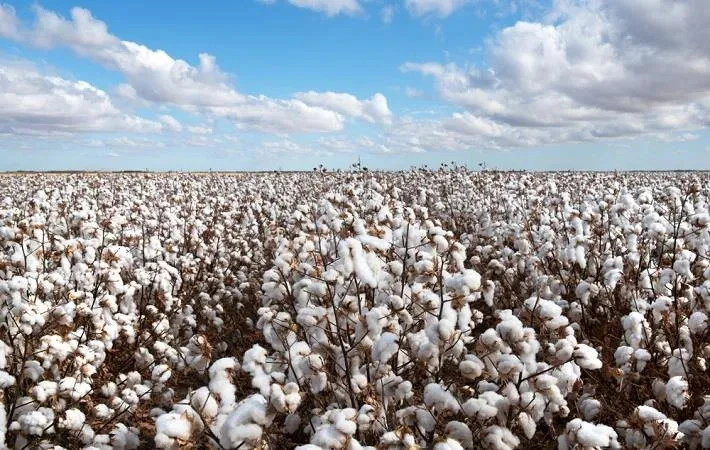 Brazil Leads Global Cotton Exports, Overtaking the US. (Photo Internet reproduction)